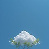 ahmed_166533