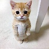 fardan_15982