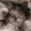 greenplum_39535