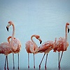 phoebe_69990