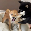 nini_39522