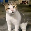 mouh37