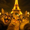 Loves.Cats