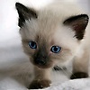 seif_82456