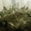 roza_ast