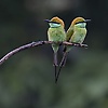 achu_89753