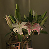 mervee_49566