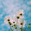 owell_1234