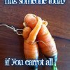 carrots4peace