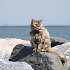 Nexus_27