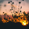 pamela_33776