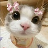 lalasoup