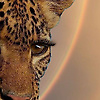 afnaan_97204