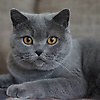 hamza_36352
