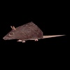 ratratty