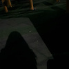 butterfly_99385