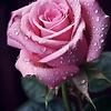 mohamed_16414