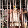 reinhart_60327