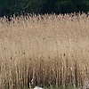 krii_81508