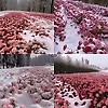 mary_86011