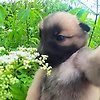 diana_45703