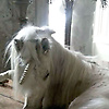 ayvy_91496