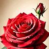 jado_23125