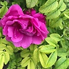 adamal_37048