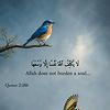 yahaya_59459