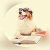 loyal_dog