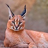 patty_74498