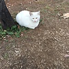 Pk_123