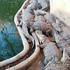 Nalediii