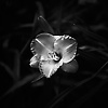 luna_71646