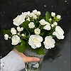 asrafia_18751