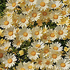 jeisiane_56374