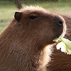 Capybara333