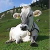 enes_72710