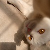 ahmed_50252