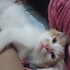 piaaa_57785