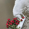 daisy_64966