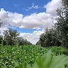 lachgar_53945