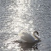 mary_onacross