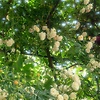 soliluna