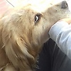 doodledoer