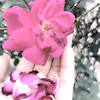 pearl_11818