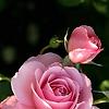 sarah_82859