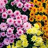 fatma_70418