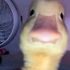 imnotevellynkkkj