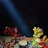 alice_22804